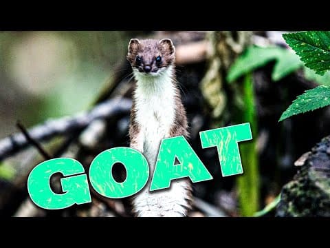 Goat Sacrificing Simulator | DEVOUR (!marie !friends !candle)